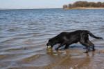 Lilly 9 april 2010 op de Grevelingen